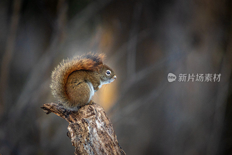 美洲红松鼠(Tamiasciurus hudsonicus)，美洲红松鼠。